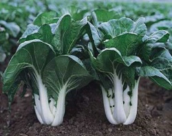 Chinese cabbage